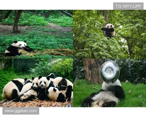 熊猫体育：打造绿色健康生活方式，推动体育文化的广泛普及